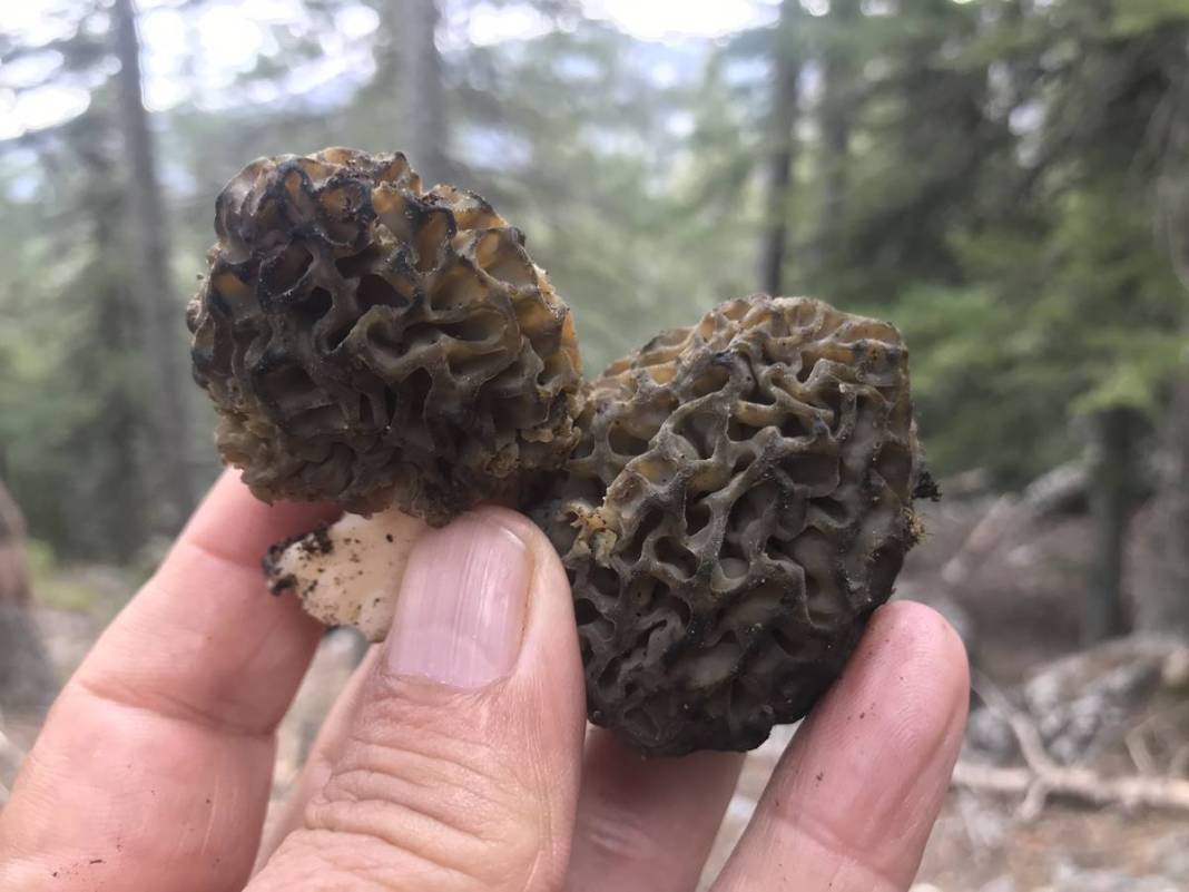 Ormanda toplayıp ton ton para kazanıyor! Sıfır sermayeyle... Kilosu 2 bin 500 TL 8